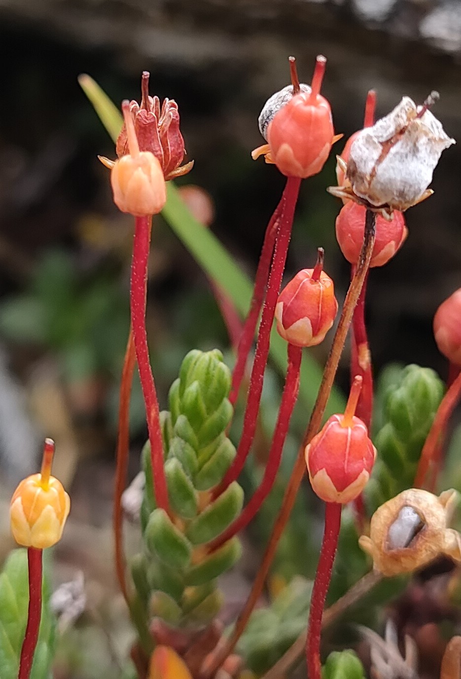 Alpine heather in fruit, close up