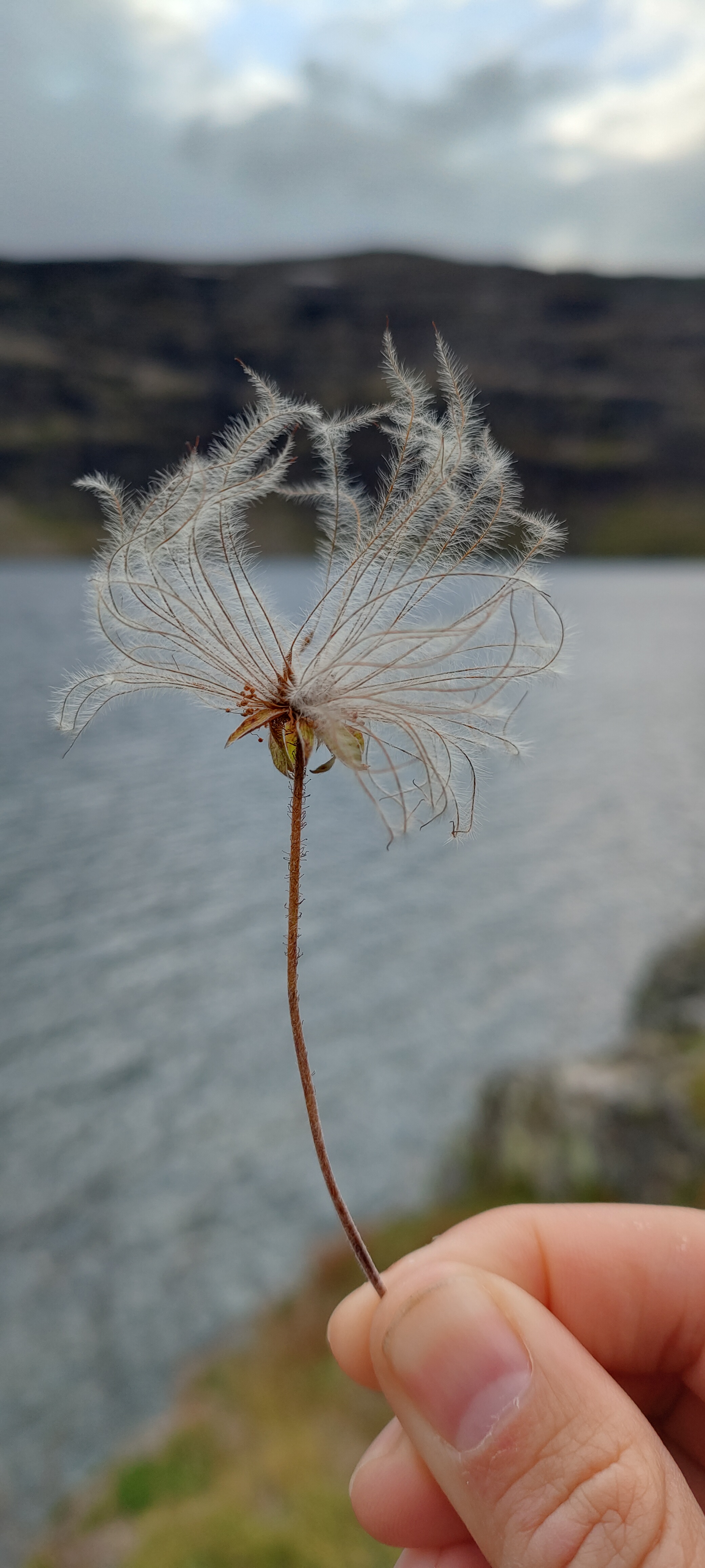 Mountain avens (Dryas) seedhead held up against a lake